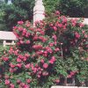 William Baffin Rose #5 - Image 2